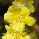 Molène (Verbascum sp.)