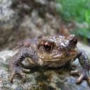 crapaud dérangé