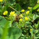 Abeille des ruches butinant au petit matin