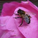 Abeille sur rose