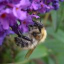Abeille à l'insecte, butinant une fleur de Buddléia