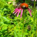 Papillon et bourdon qui butinent
