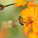 Abeille