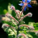 Abeille domestique sur bourrache officinale
