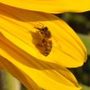 sur un pétale de tournesol sur un pétale de tournesol
