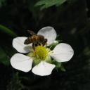 Abeille domestique sur une fleur de fraisier cultivé