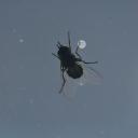 LA MOUCHE