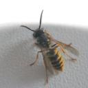 LA GUEPE
