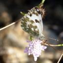 Papillon