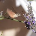 Sphinx Colibri