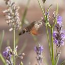 Sphinx Colibri