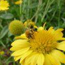 Abeille sur Gaillarde