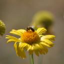 Abeille sur Gaillarde 