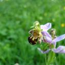 Orchidée abeille (Ophrys apifera)