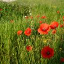 Coquelicots (Papaver rhoeas)