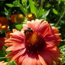 Bourdon sur Gaillarde