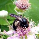 Andrena (pilipes=carbonaria)