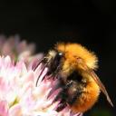 Bombus (pascuorum agrorum) Bombus (pascuorum agrorum)