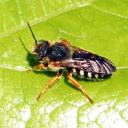Anthidie sp.