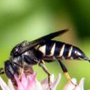 Coelyoxis (conoidea - 2 -)