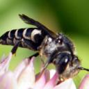 Coelioxys conoidea