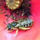 Halictus