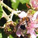 Andrena haemorrhoa femelle