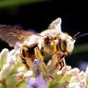 Anthidie à bretelles (Anthidium manicatum)