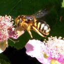Anthidium manicatum