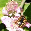Anthidium manicatum - 3 -