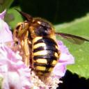 Anthidium manicatum - 2 -