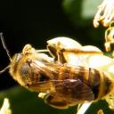 abeille domestique