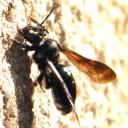 Andrena agilissima...?