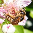Halictus scabiosa  femelle  - 2