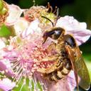 Halictus scabiosa femelle - 1