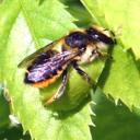 Megachile découpe une feuille.