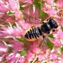 megachile centuncularis femelle