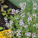 Thym en jardinière et abeilles