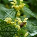 L'abeille et l'ortie