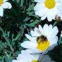 gorgée de pollen