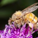 Le pollen