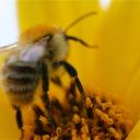 Pollen