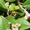 Dasypoda hirtipes?
