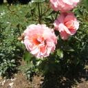 Deux amoureux sur une rose