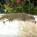 le  lezard