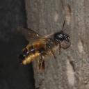 Osmia rufa 