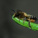 mégachile sp