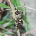 Coelioxys sp.