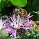 Amegilla sp.
