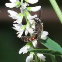 Halictus sp.